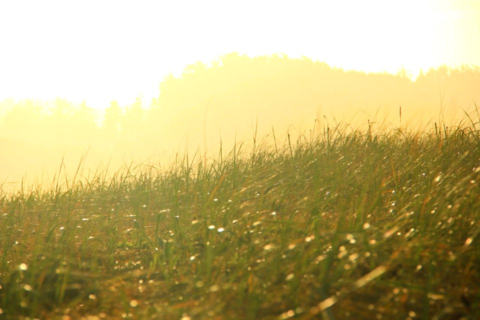 green grass field during daytime