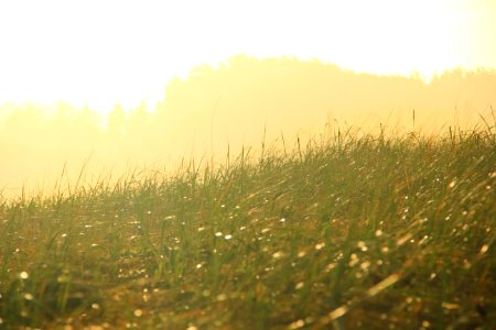green grass field during daytime photo