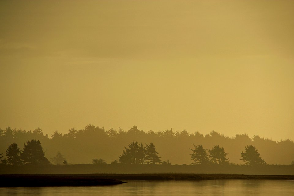silhouette photography of trees near the body of water