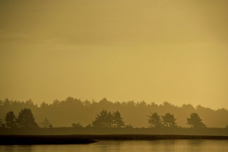 silhouette photography of trees near the body of water