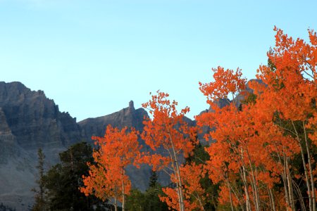 brown trees on mountain during daytime photo