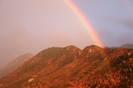 green trees on mountain under rainbow