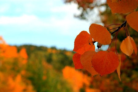 orange leaves in tilt shift lens photo
