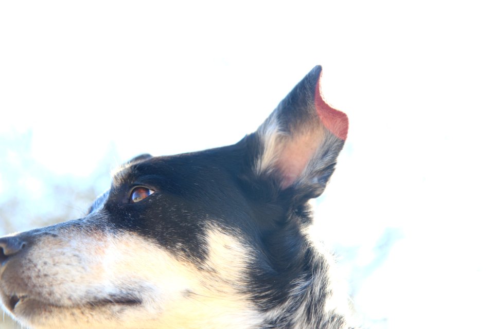 black and white short coated dog