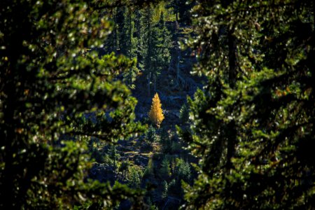 green pine tree during daytime photo