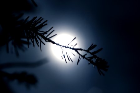 Night, Moon, Trees photo