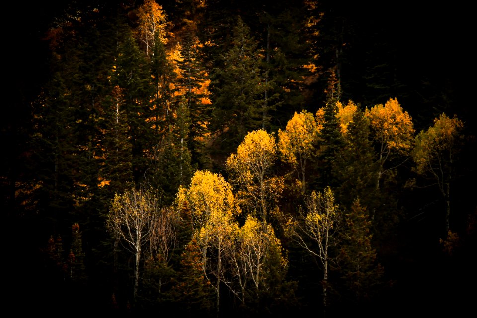 green trees and plants