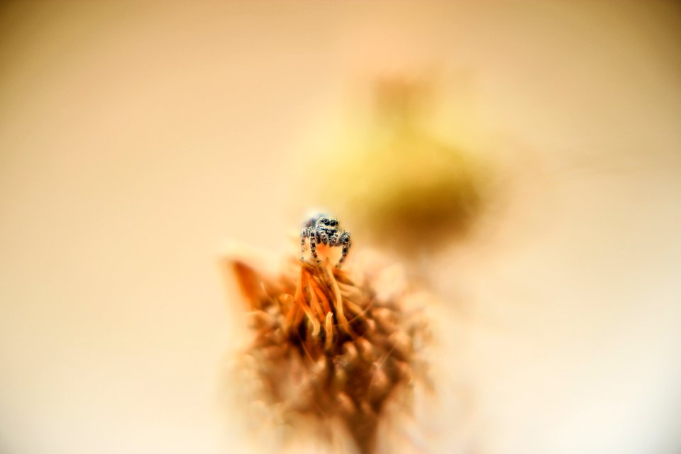 selective focus photo of bee perched on flower