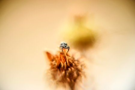 selective focus photo of bee perched on flower photo