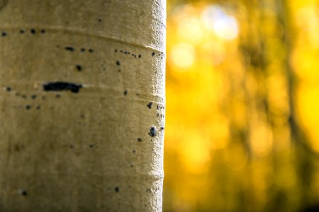white and black tree trunk