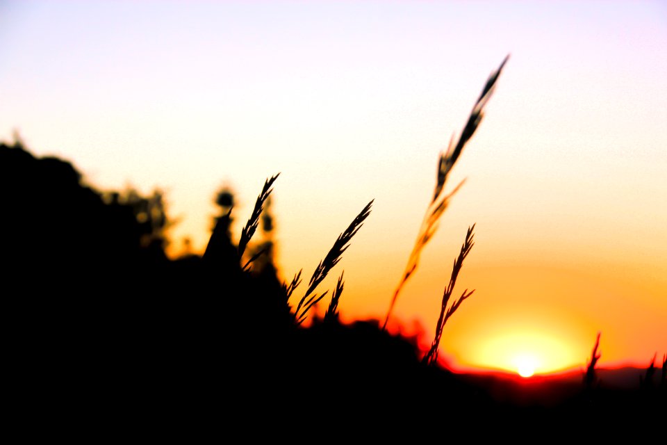 Morning, Sun, Grass