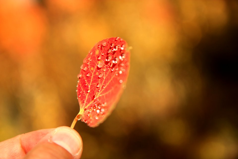 red leaf in macro shot