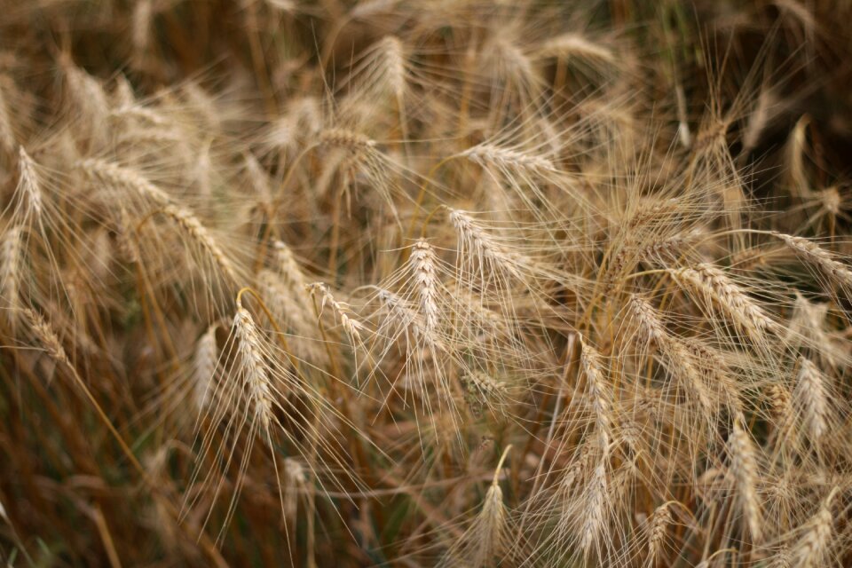 Agriculture plant harvest