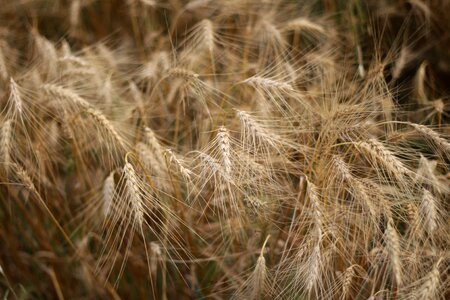Agriculture plant harvest
