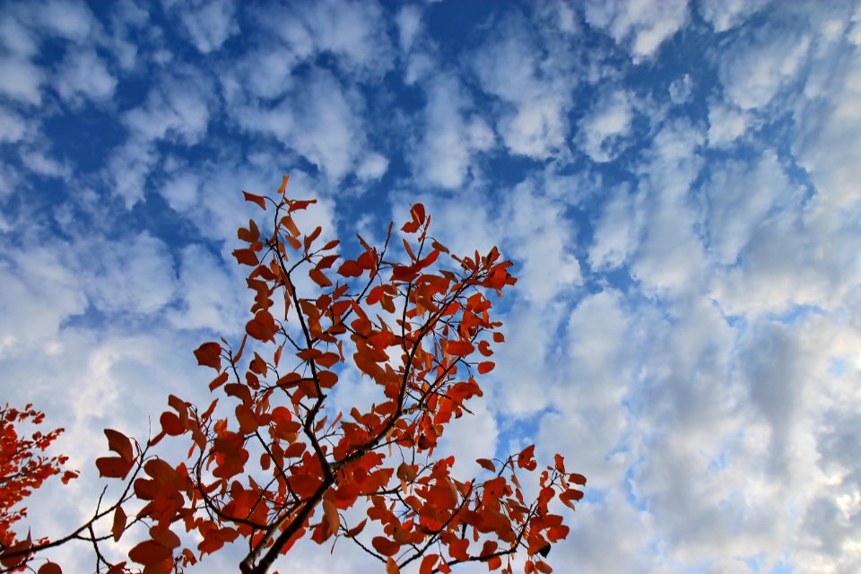 brown leaves on tree branch under blue sky and white clouds during daytime