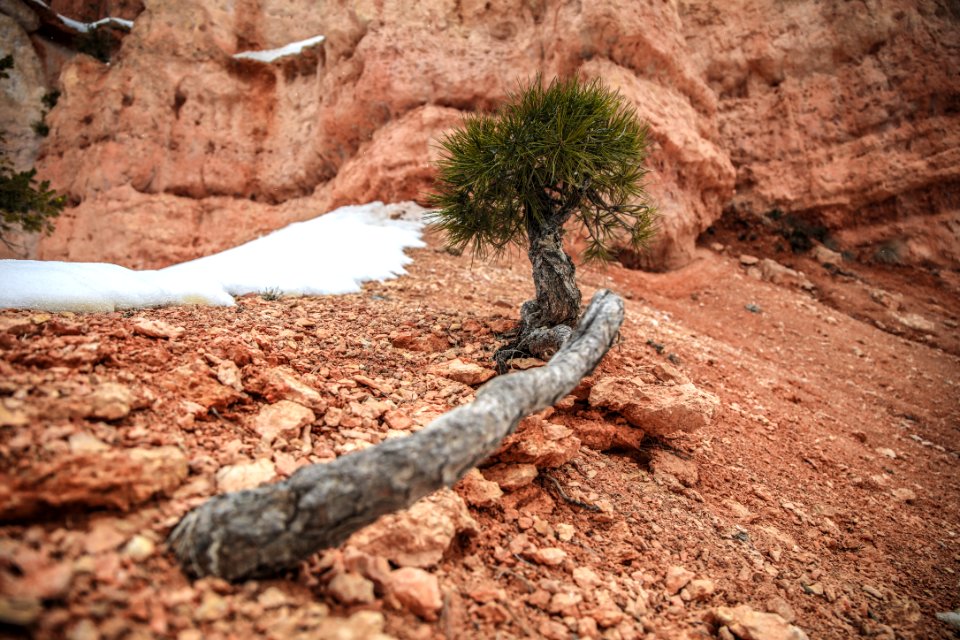 green plant on brown soil
