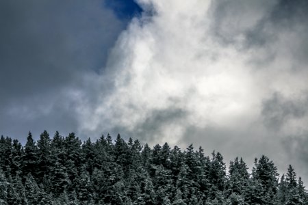 green pine trees under white clouds and blue sky during daytime photo