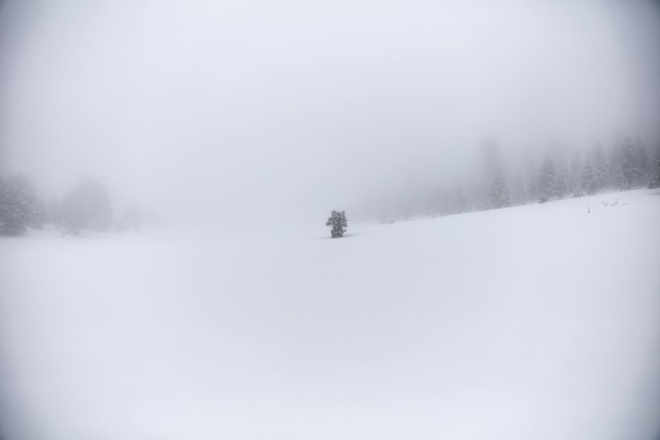 snow covered field and trees during daytime photo