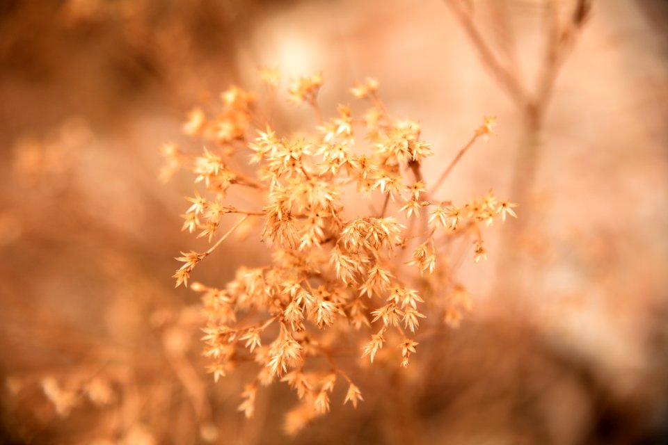 white flowers in tilt shift lens