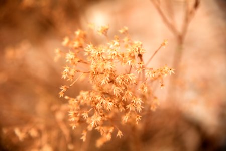 white flowers in tilt shift lens