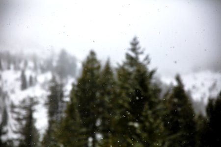 photo of palm trees with water drops