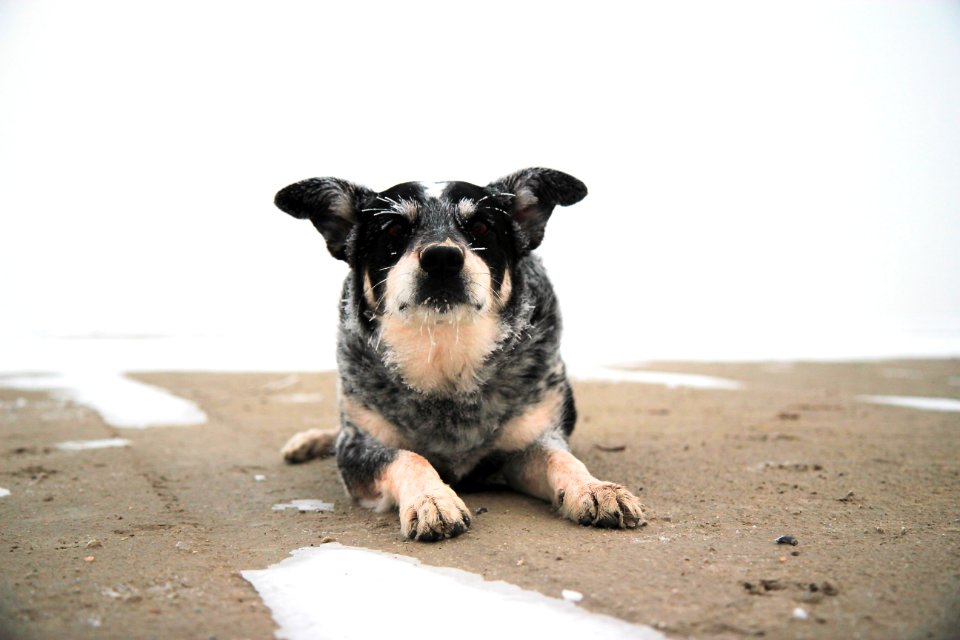 black and white short coated dog lying on brown sand during daytime