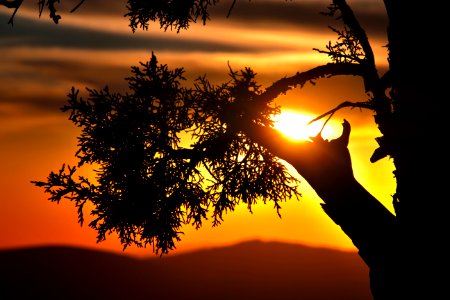 silhouette of tree during sunset photo