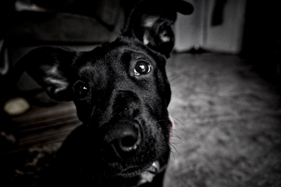 black short coat medium dog