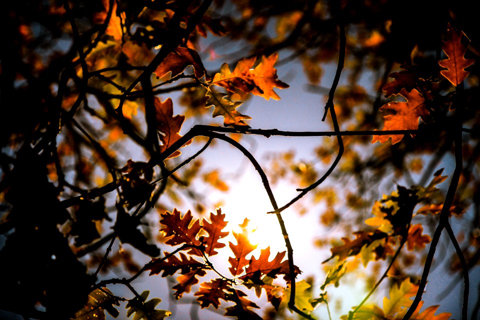 Trees, Tree, Forest