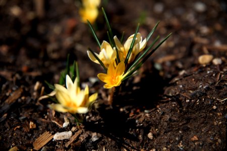 yellow daffodils in bloom during daytime