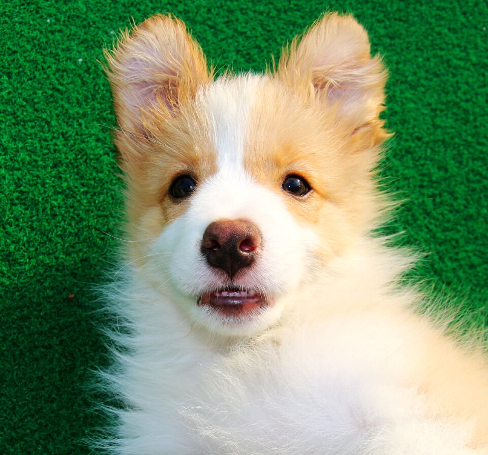 Gyeonggi do guangzhou dog hotel
