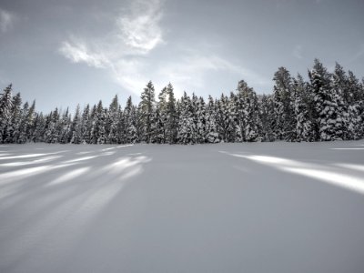 landscape photography of pine trees covered in snow photo