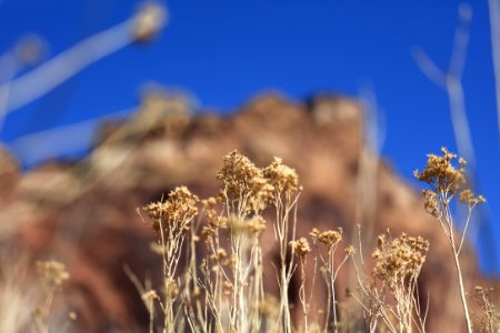 brown grass under blue sky during daytime photo