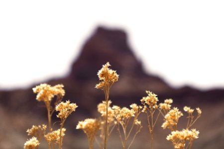 yellow flower in front of brown mountain during daytime photo