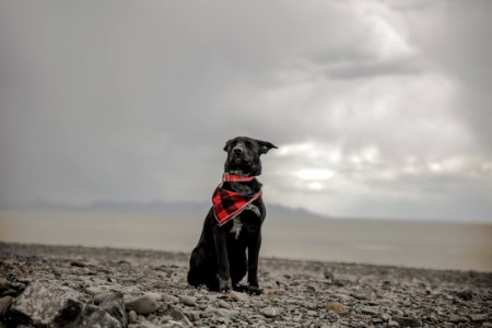 selective color photography of dog wearing red scarf under cloudy sky