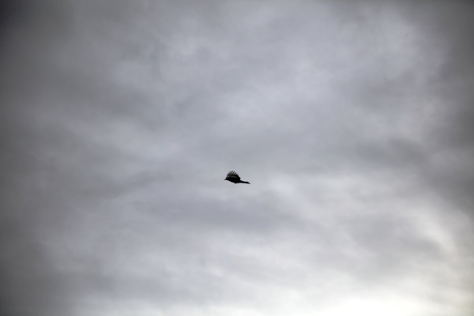 black bird flying under gray clouds