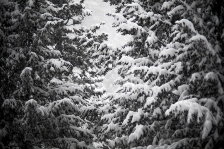 snow covered trees during daytime photo