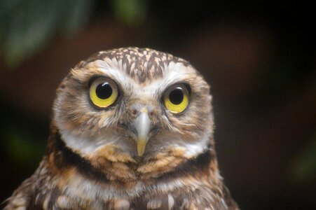Nature wild face