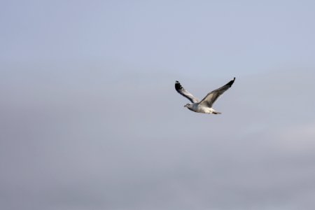 bird flying during daytime photo