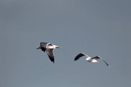 two white birds flying photo