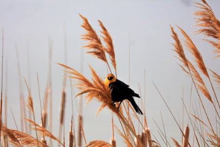 closeup photography of black-and-yellow bird during daytime photo
