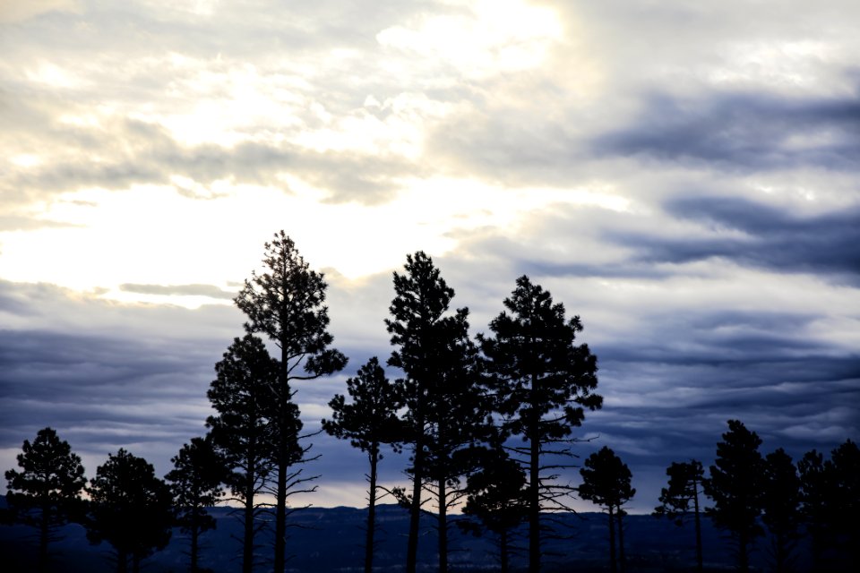 green trees under cloudy sky during daytime