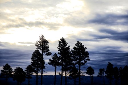 green trees under cloudy sky during daytime photo