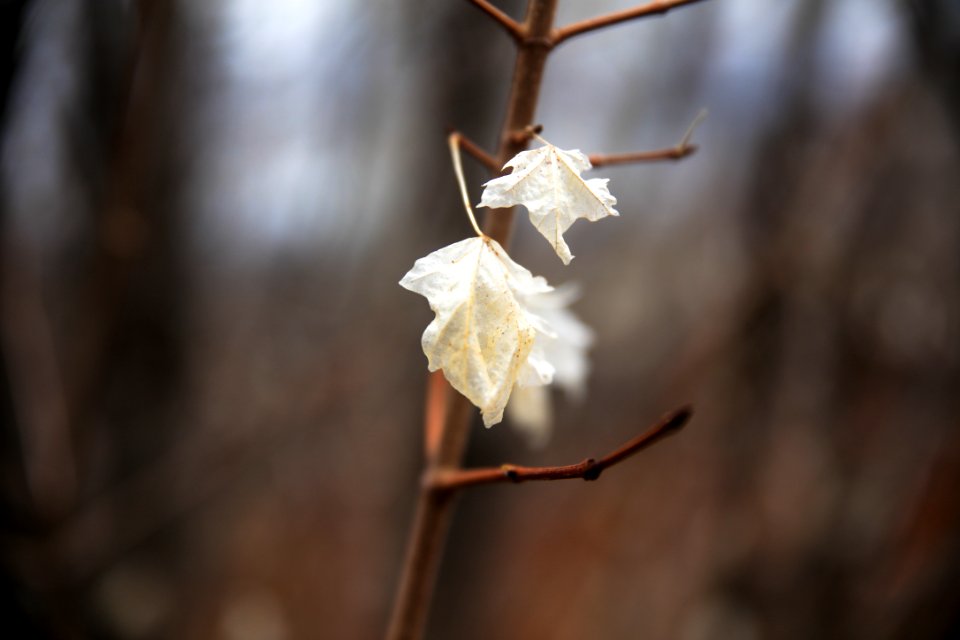white maple leaf on brown stem