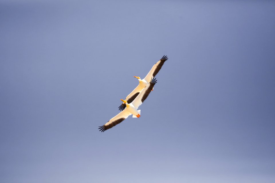 two white-and-black birds flying