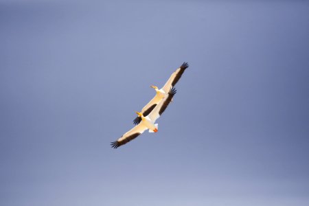 two white-and-black birds flying
