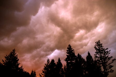 silhouette of trees under cloudy sky during daytime photo