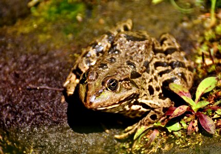 Water frog frog pond high photo