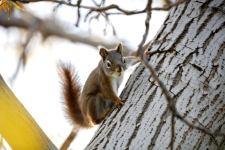 brown squirrel on brown tree branch during daytime photo