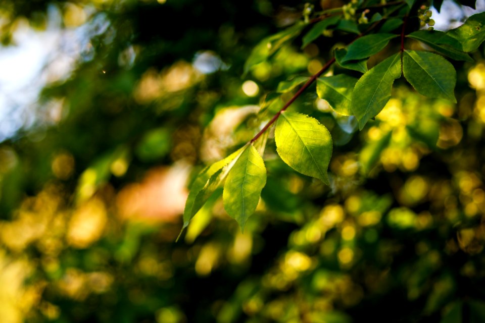 green leaves in tilt shift lens